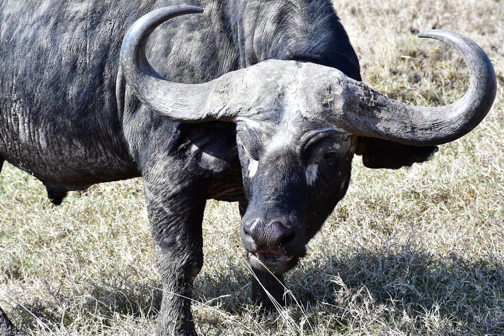 Ol Pejeta Conservacy